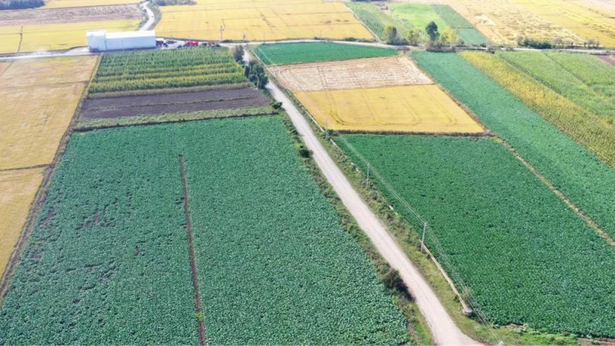 Samsun Tarımsal Üretimde En İyisi