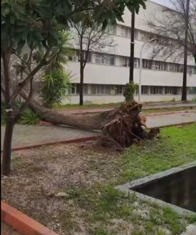 Şiddetli Fırtına Ağaçları Devirdi