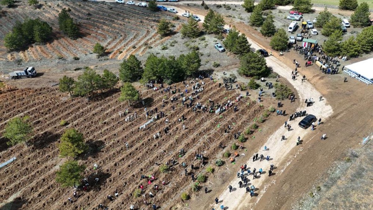 Kastamonu’da Dev Fidan Dikim Hamlesi