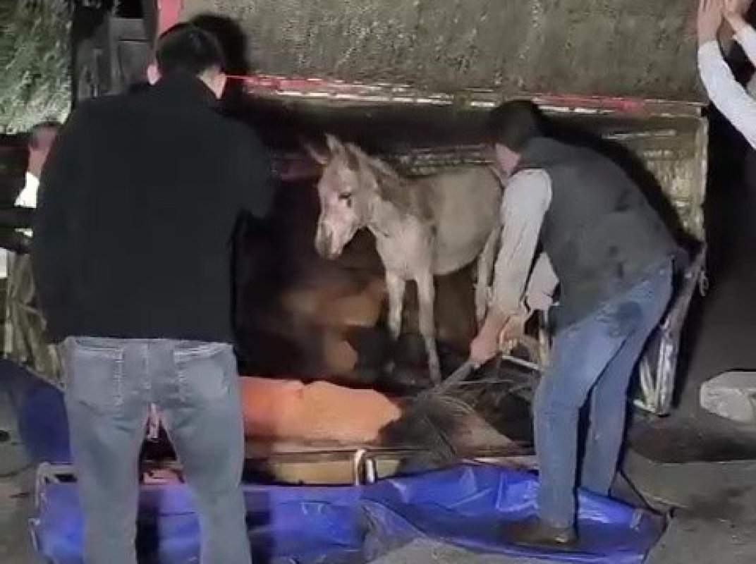 Adana’da Eşek Dolu Kamyonet Yola Devrildi
