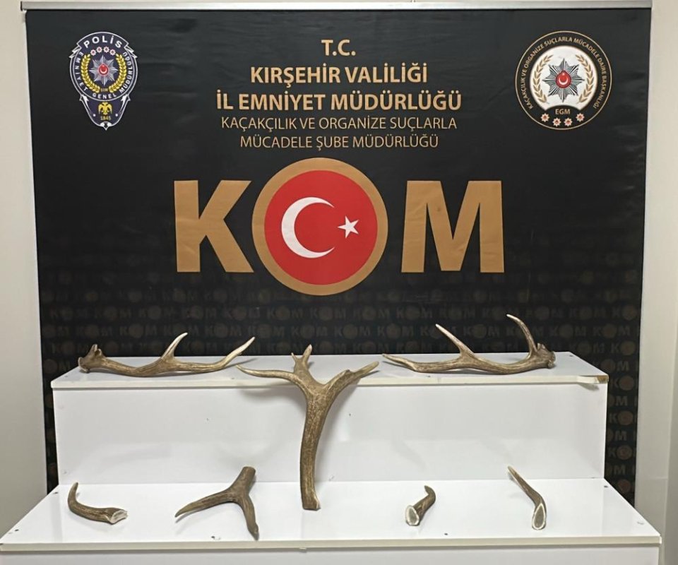 Kırşehir'de İş Yerinde Kızıl Geyik Boynuzu Ele Geçirildi