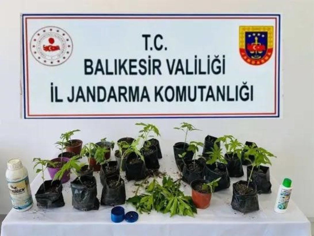 Erdek'te Jandarmadan Kenevir Operasyonu