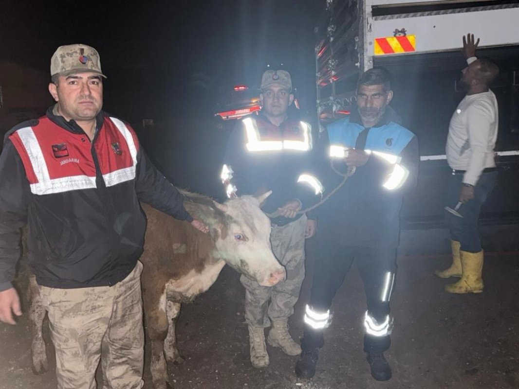 Siverek’te Çalınan Büyükbaş Hayvan Jandarma Tarafından Bulundu