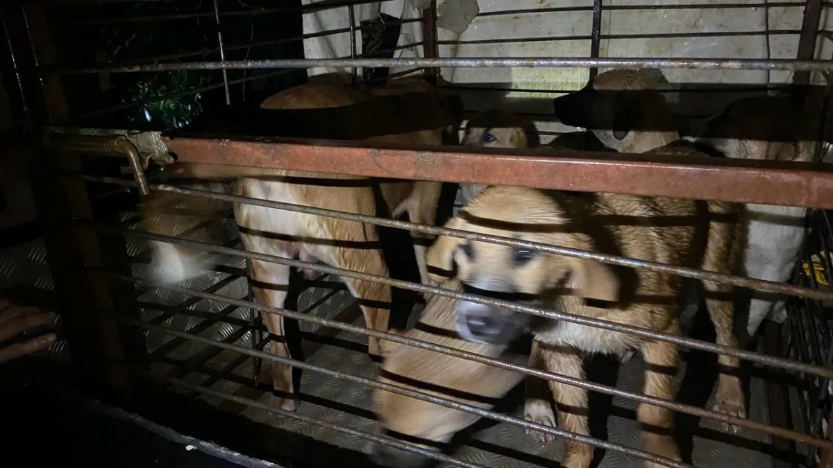 Antalya Barınağındaki 27 Köpek Selden Kurtarıldı