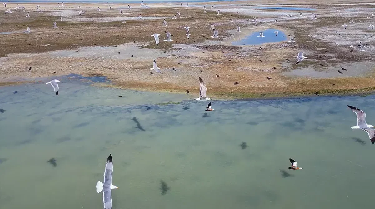 Van Gölü Kıyısında Ortaya Çıktı, Görenler Gözlerine İnanamadı!