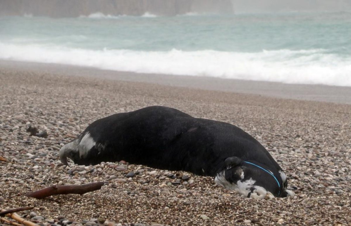 Telef Olmuş Dana Kıyıya Vurdu