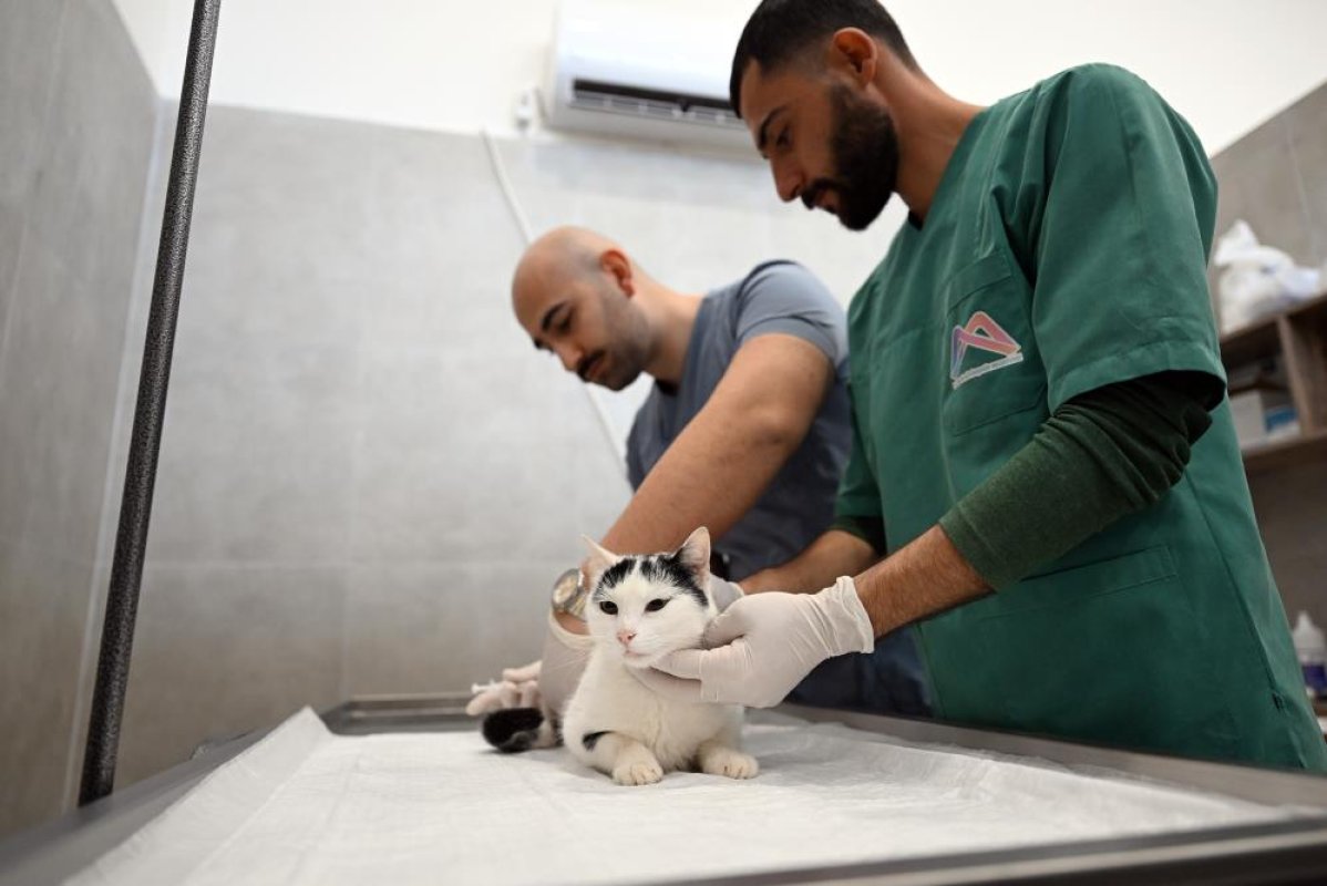 Mersin’de Sokak Kedilerine Yeni Merkez