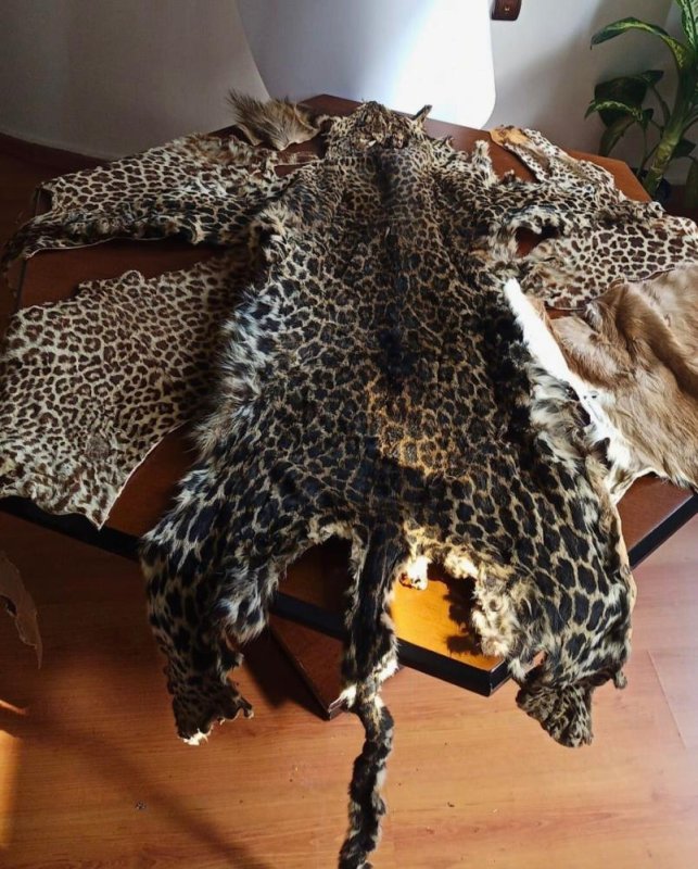 Çukurova Havalimanı’nda Leopar Postu ve Baykuş Gözü Yakalandı