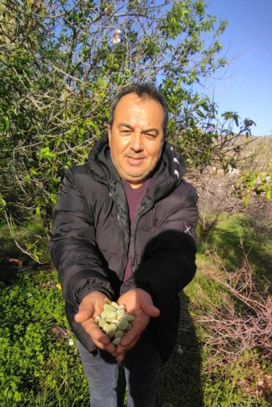 Badem Ağacı Meyve Verdi