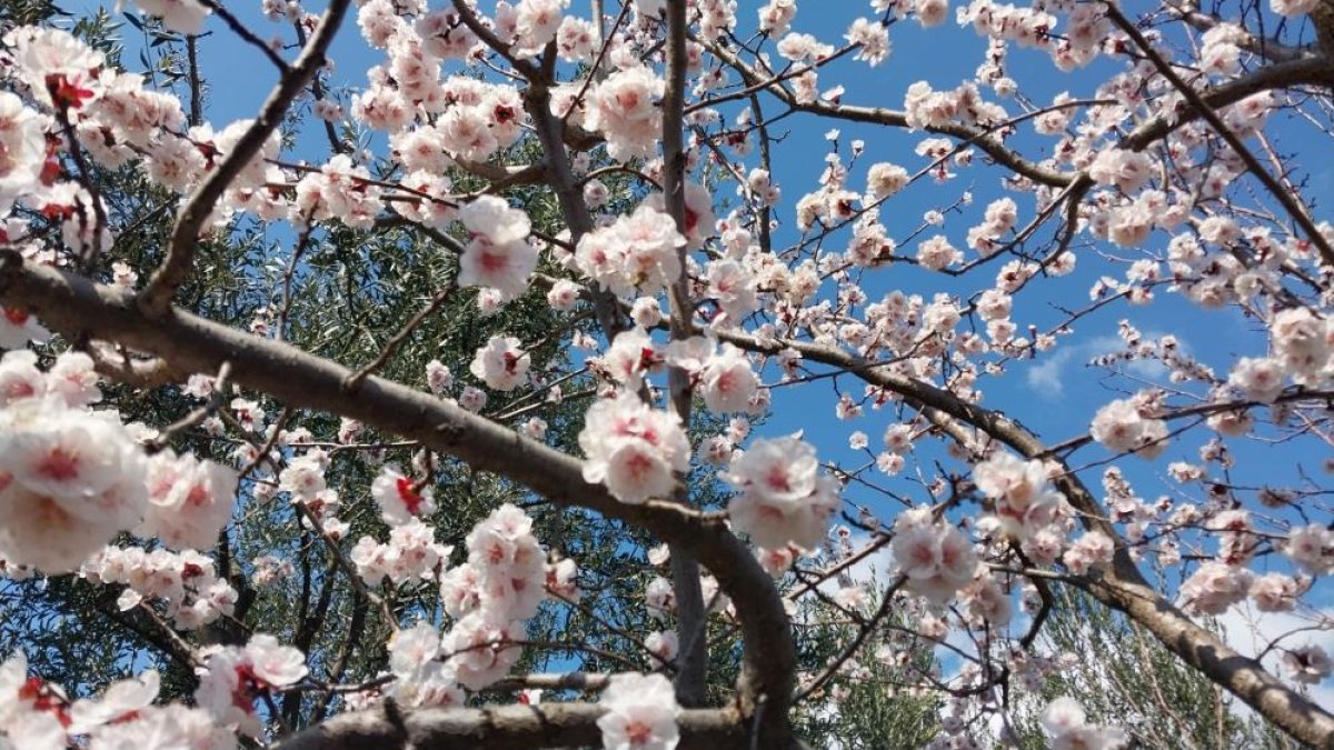 Mut’ta Kayısı Bahçelerinde Beyaz Şölen