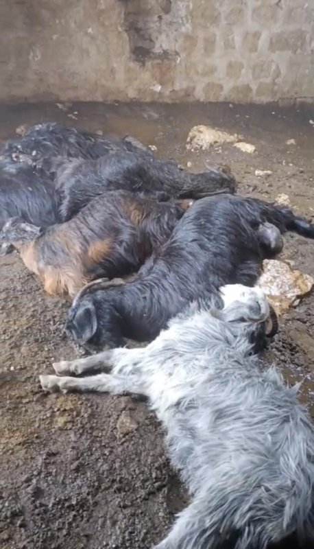 Tarsus’ta Ahıra Yıldırım Düştü