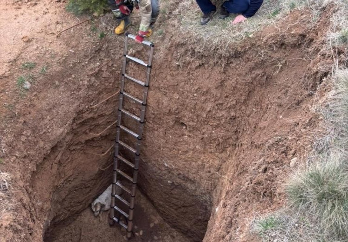 Ankara'da Kaçak Kazı Çukuruna Düşen Köpek Kurtarıldı