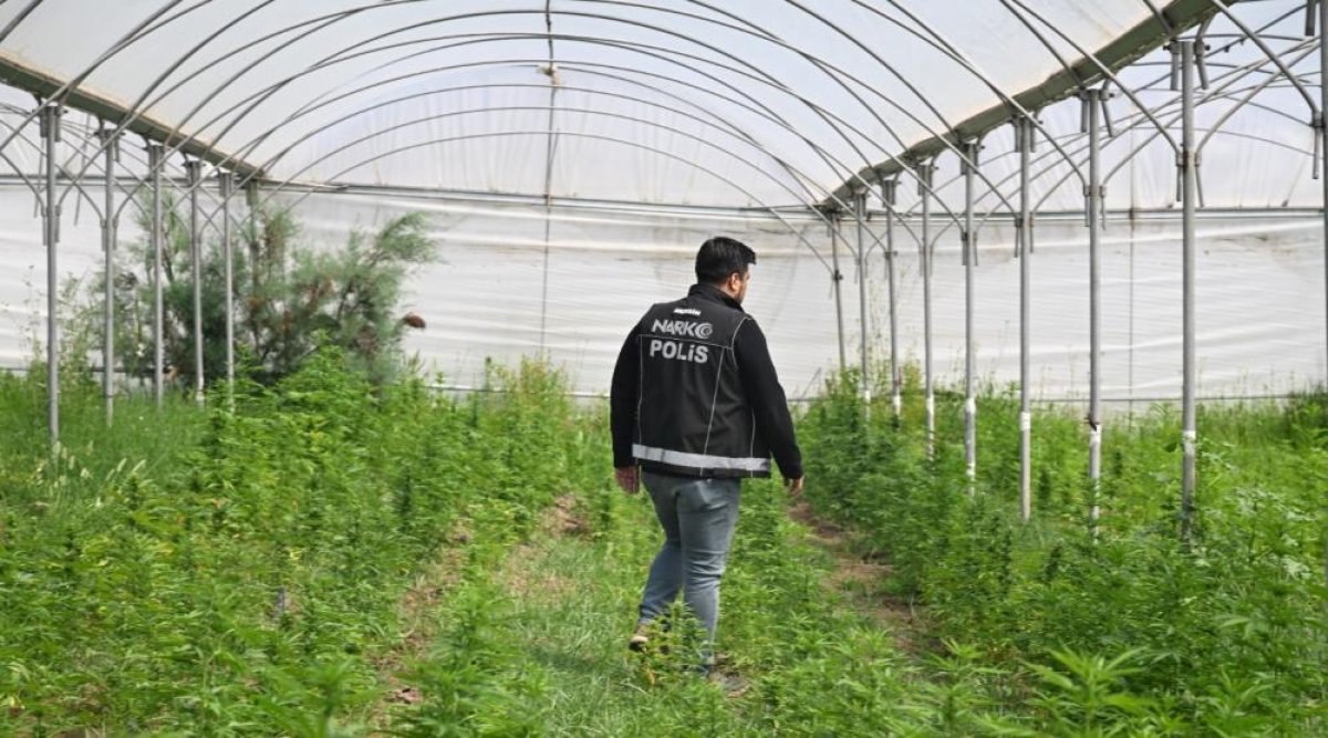 Mersin'de Seraya Baskın: Binlerce Kök Hint Keneviri Ele Geçirildi