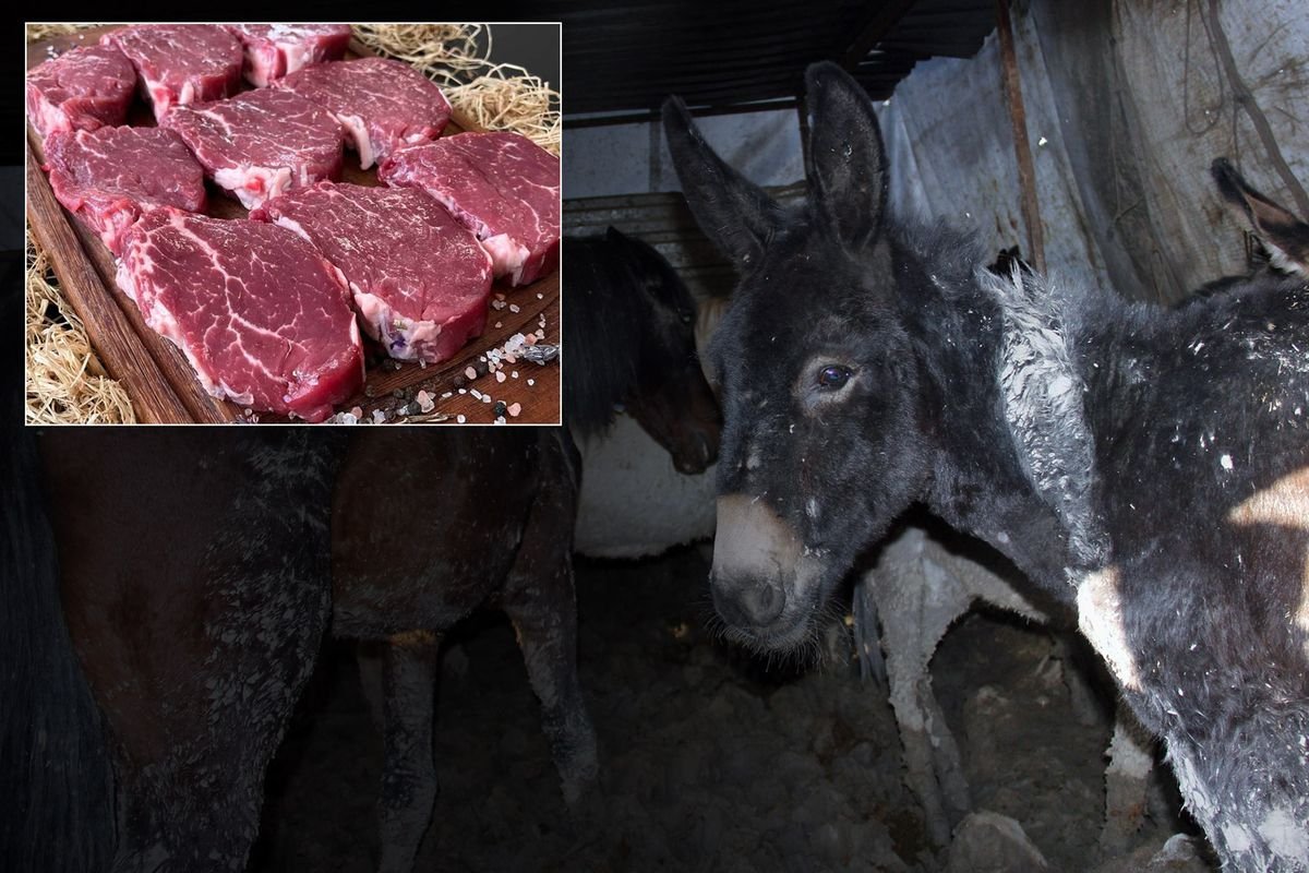 Bakanlık Markayı Açıkça İfşa Etti: Vatandaşa At Ve Eşek Eti Yedirmişler